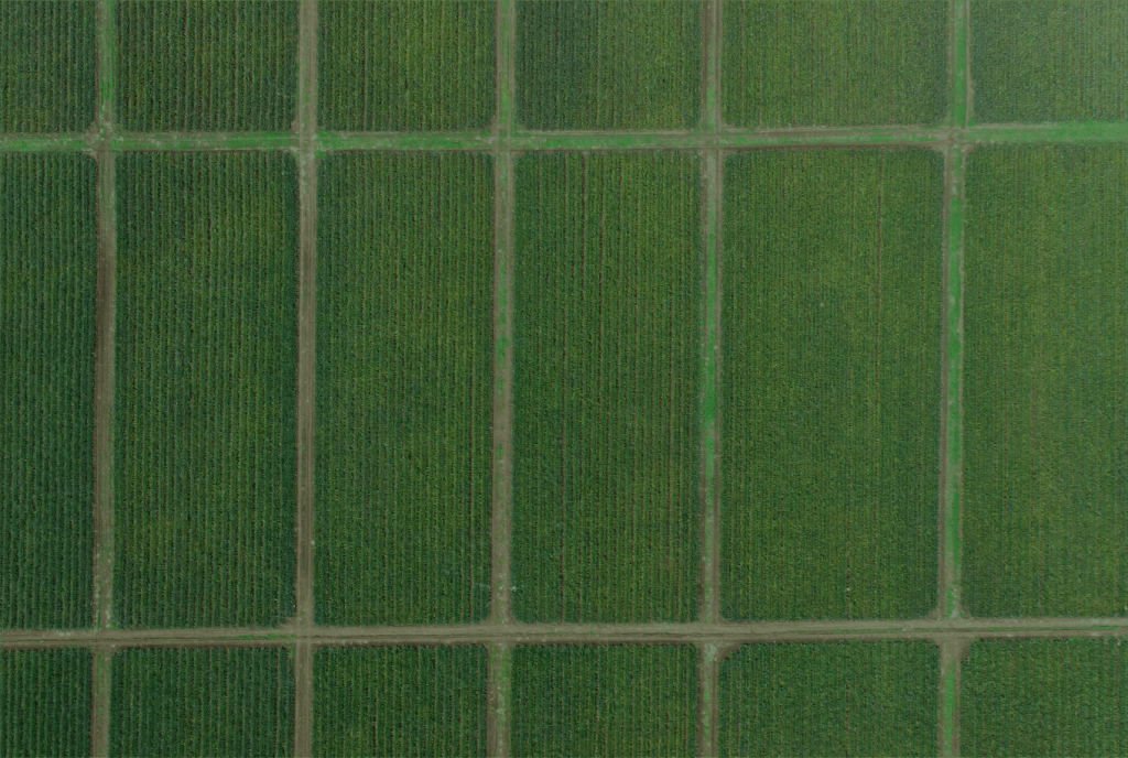 Campos de siembros